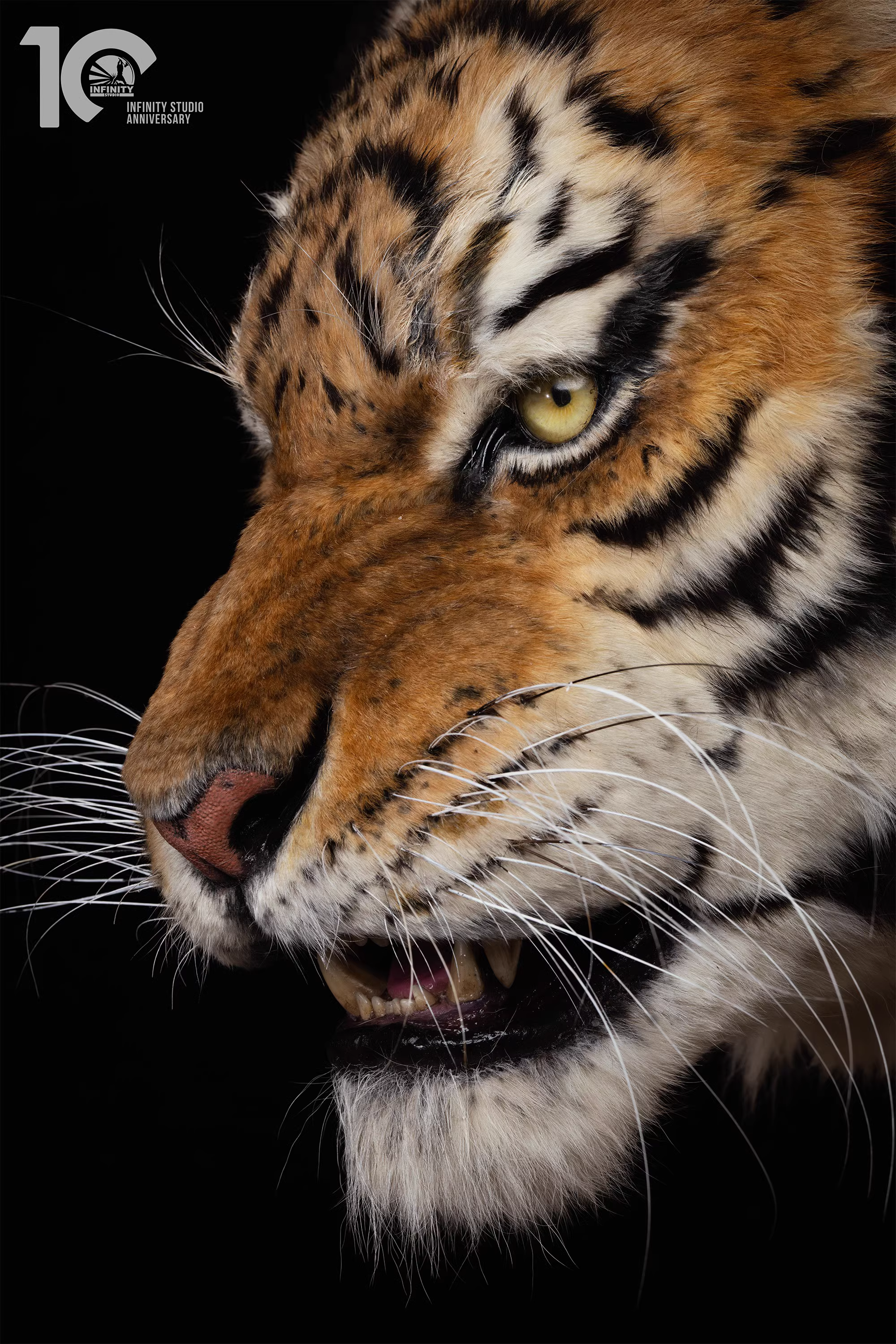 【Pre-sale】1/1 Scale Tiger-Other series-Infinity Studio