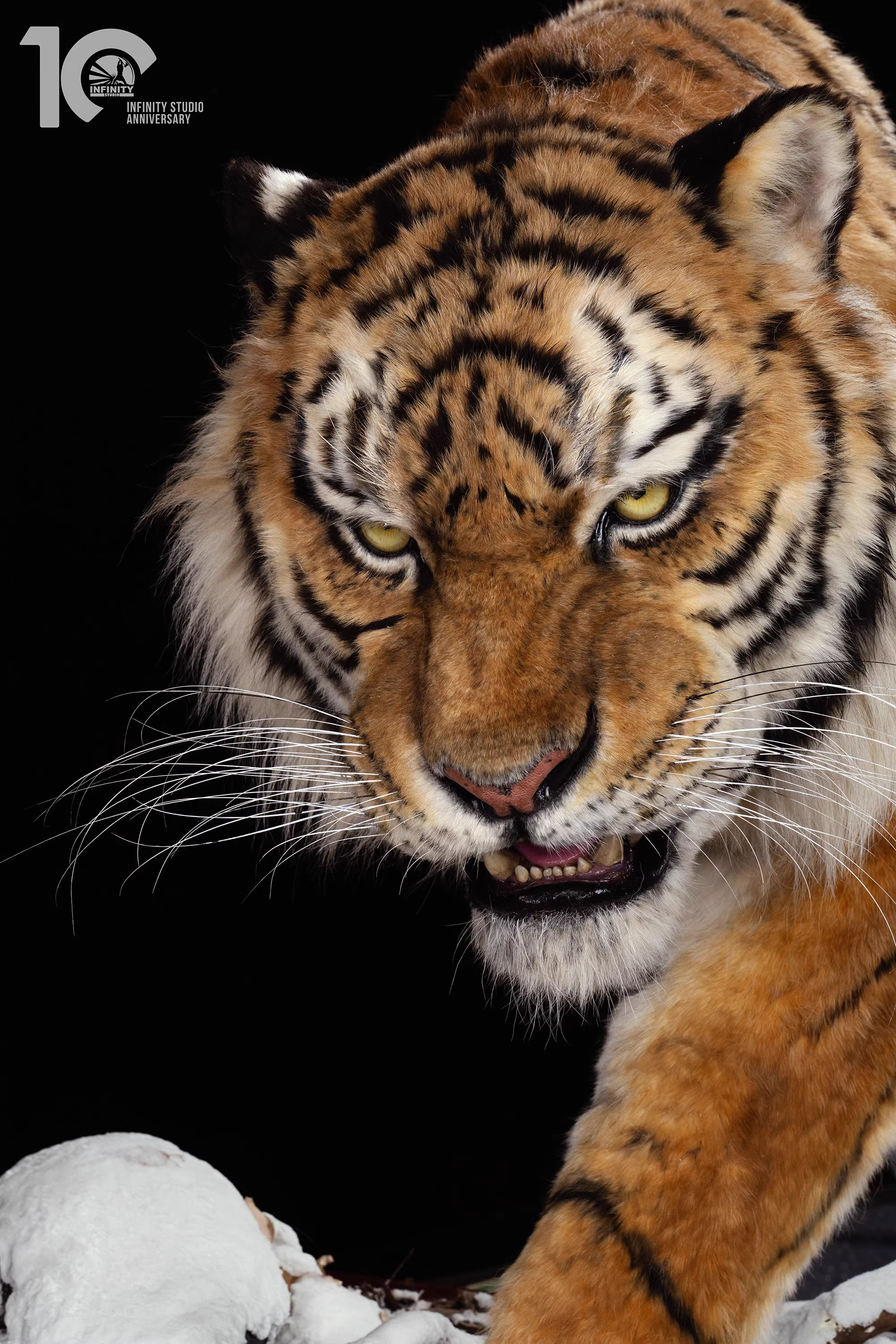 【Pre-sale】1/1 Scale Tiger-Other series-Infinity Studio